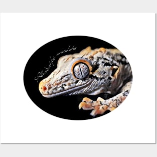 Gargoyle gecko with scientific name Posters and Art
